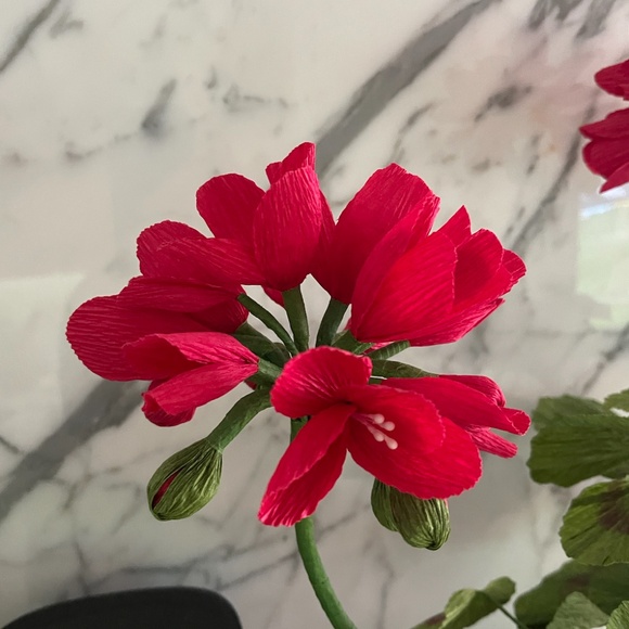 Paper Geranium in Crimson - Picture 3 of 4